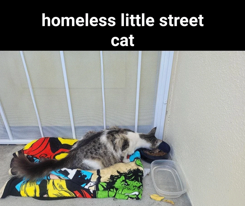 Homeless Cat Saved by Kind Hearted Redditor