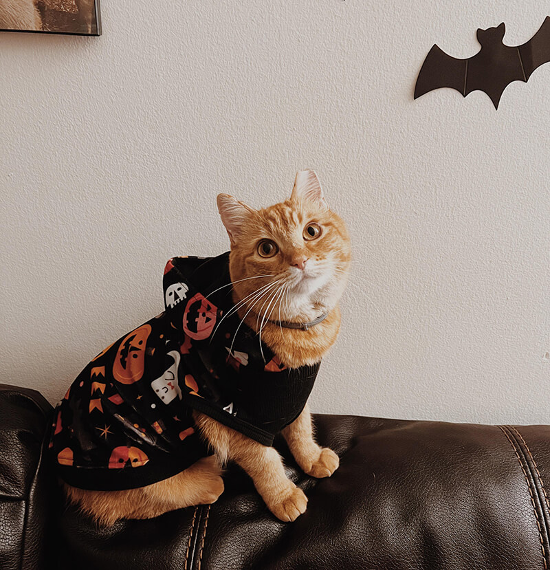 Pumpkin the Cat Rescued