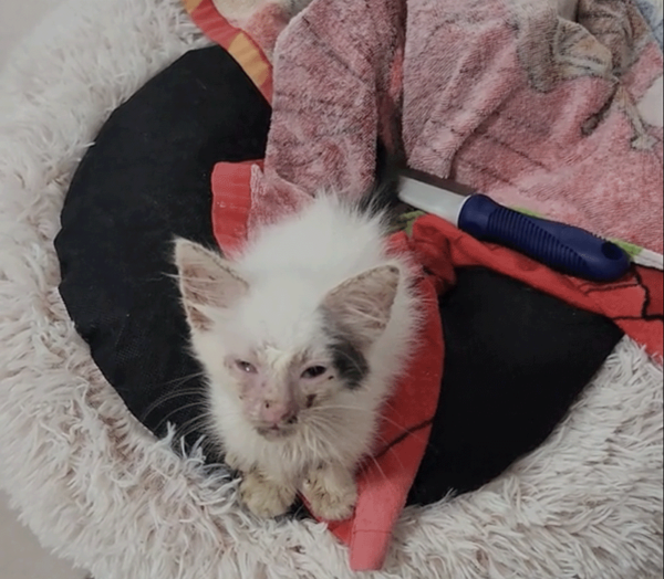 Sick Cat Rescued by Redditor